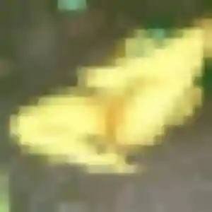 Sexy Flavia, 25 ans à Chemillé-en-Anjou - la contacter